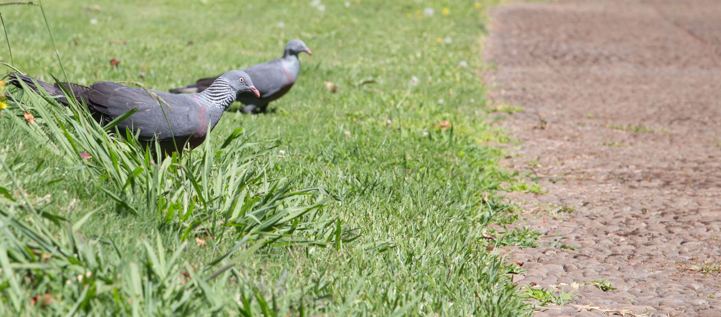 The Rare Endemic Trocaz Pigeon